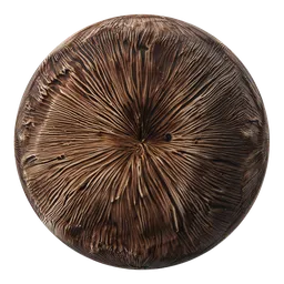 Detailed texture of a mushroom cap PBR material for use in Blender 3D and other 3D applications.
