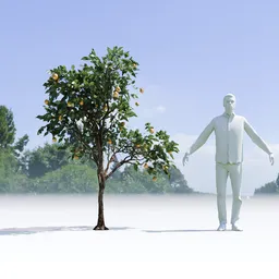 Lemon Tree