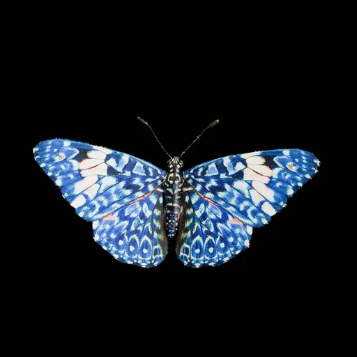 Real Butterfly