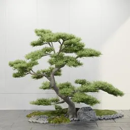 Zen Bonsai Pine Tree