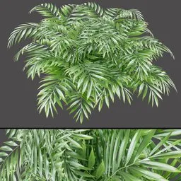 Areca Palm Bush