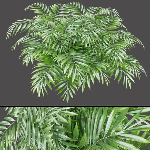 Areca Palm Bush