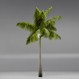 Imperial PalmTree