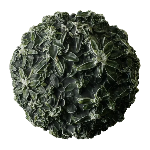 Leaves Plant Gray