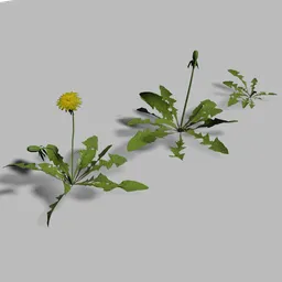 Realistic 3D dandelion models with detailed textures for Blender rendering, perfect for natural scenes.
