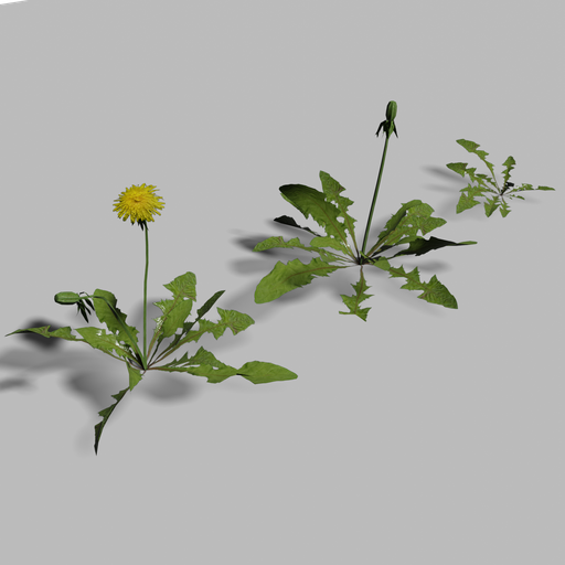 Thumbnail: Dandelions