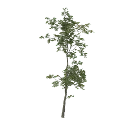 "Realistic slender tree 3D model for Blender with detailed foliage and textures."