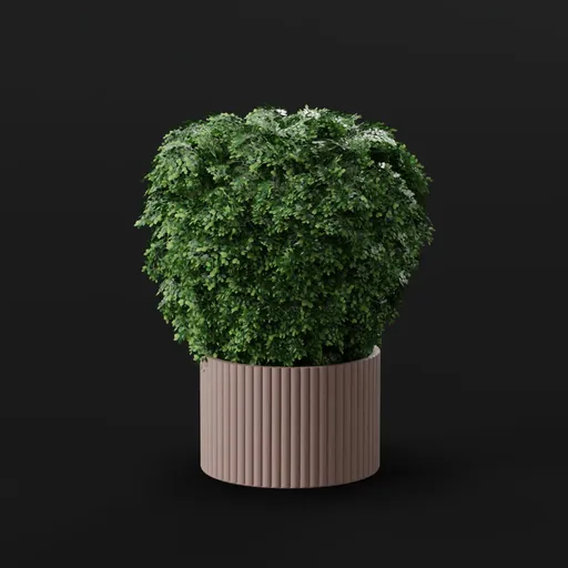Ficus Bush Potted