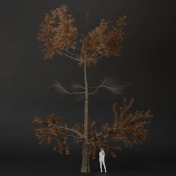 SJ-Dry Branch Pine Tree
