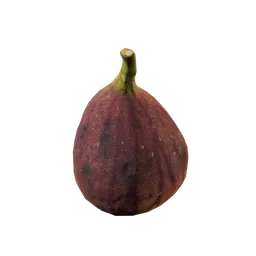 Ficus carica