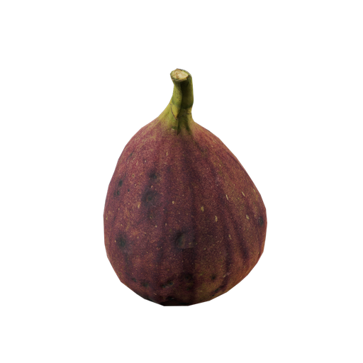 Ficus carica