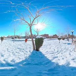 Winter Park Trees Panorama