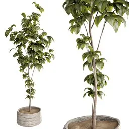 Ficus