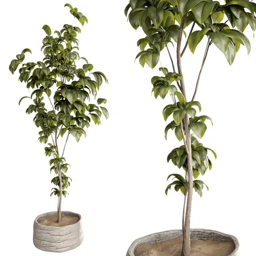 Ficus