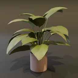 Broadleaf Lilly Potted Large