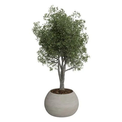 Plant
