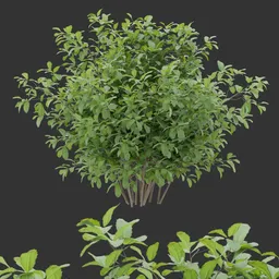 Multi Branch Bush plant