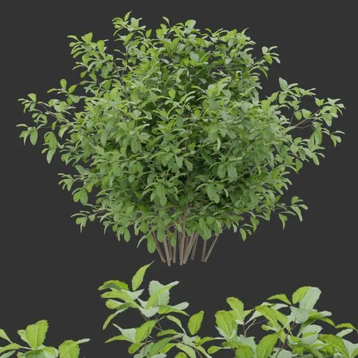 Simple Bush plant