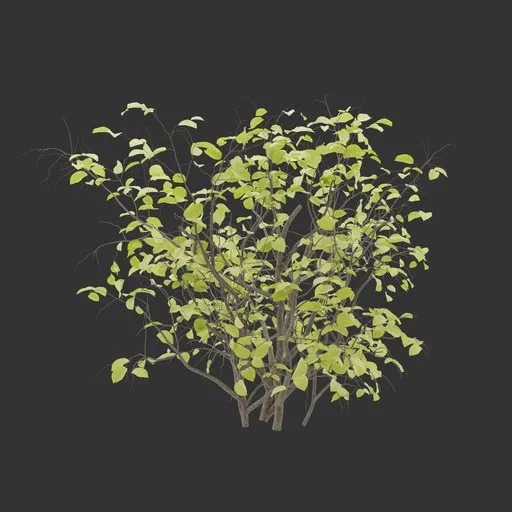 Shrub Autumn Plant