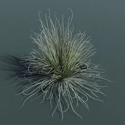 Grass Foothill Bear Medium