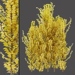 Golden Leaf Bush