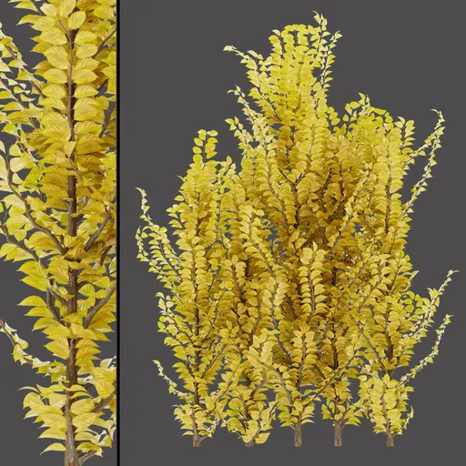 Golden Leaf Bush