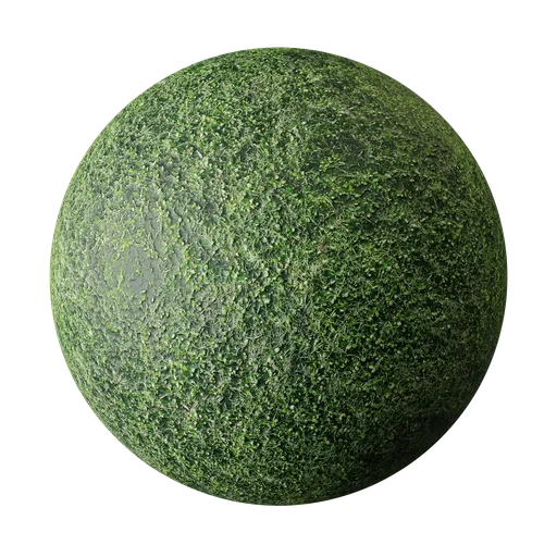 Grass Texture