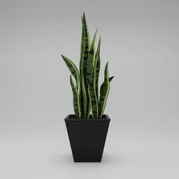 Highly detailed 3D model of a Snake Plant in a pot, perfect for Blender indoor scenes.