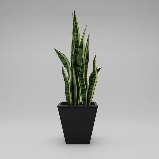 Highly detailed 3D model of a Snake Plant in a pot, perfect for Blender indoor scenes.