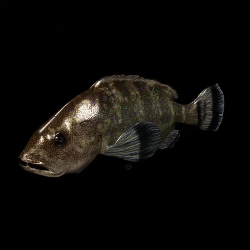 Animated mediterranean fish, grouper