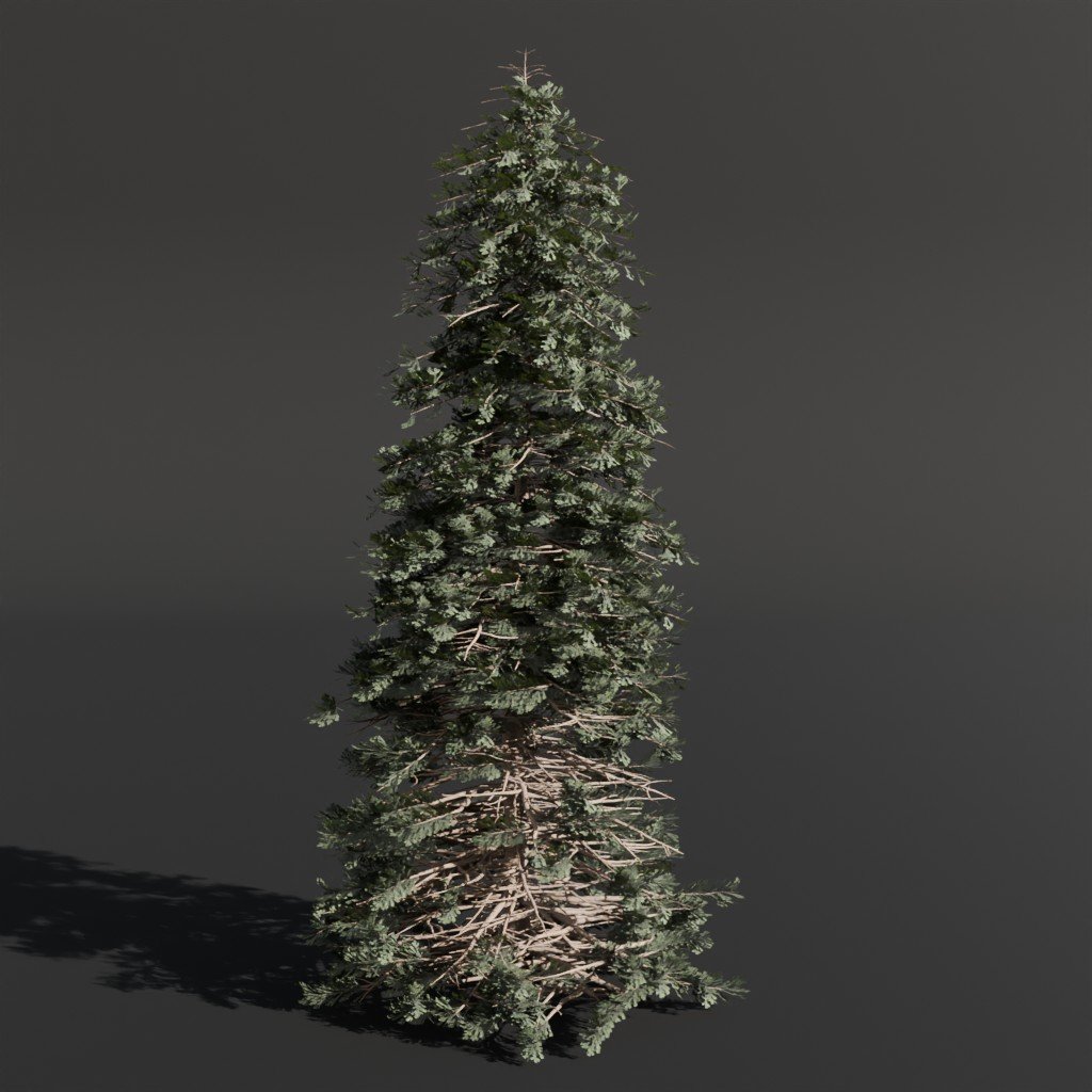 Abies Alba Silver Fir Large Young Trees models BlenderKit