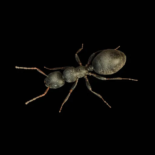 Wild Ant