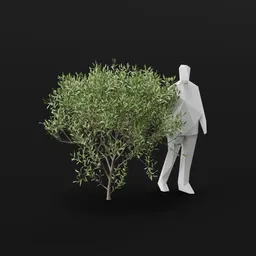 Olive Tree Small