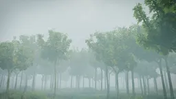 Misty Forest Grove