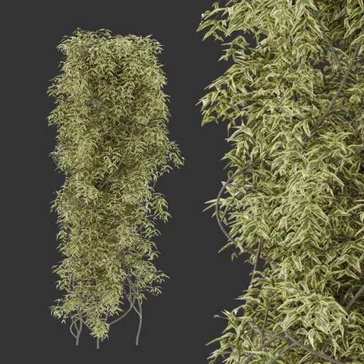 Simple Column Climber Plant