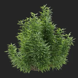 Simple Bush plant