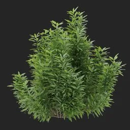 Simple Bush plant