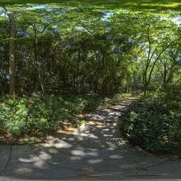 Sunshine Green Forest