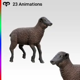 Baby Sheep Animated