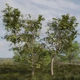 Broadleaf Dense Tree Pair