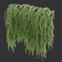 Wall Hanging Plant