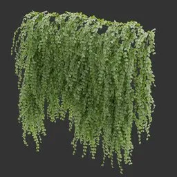 Wall Hanging Plant