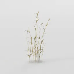 Tall Grass