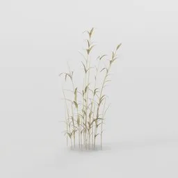 Tall Grass