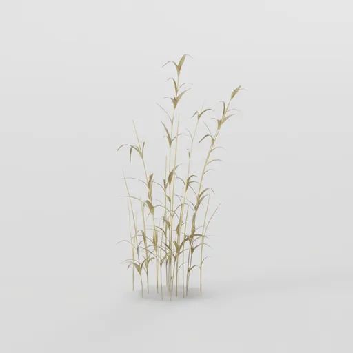 Tall Grass