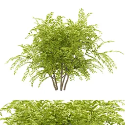 simple bush plant