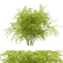 simple bush plant
