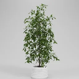 Indoor Ficus Tree