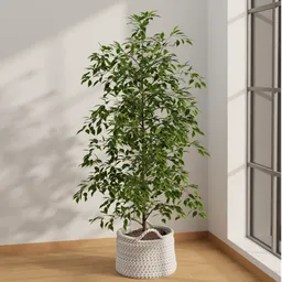 Indoor Ficus Tree
