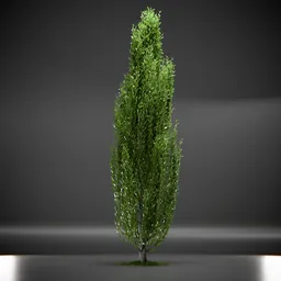 Tree Columnar European Animated